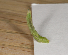 Platycheirus scutatus