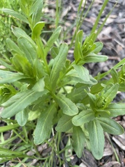 Magnoliopsida