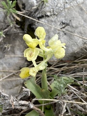 Orchis pauciflora