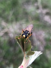 Xanthogramma citrofasciatum