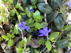 Vinca minor