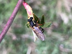 Xanthogramma citrofasciatum