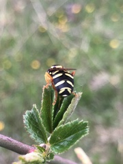 Xanthogramma citrofasciatum