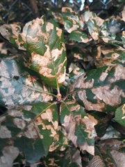 Ectoedemia heringella