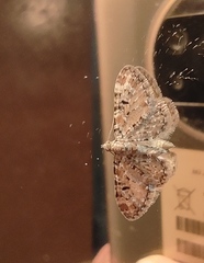 Eupithecia pantellata