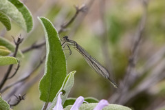 Erythromma lindenii