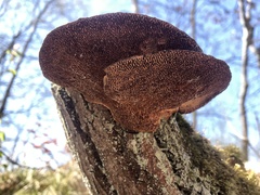 Daedaleopsis confragosa