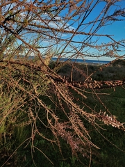 Tamarix