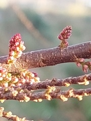 Tamarix