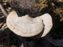 Daedaleopsis confragosa