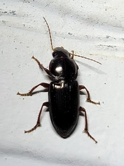 Discoderus aequalis