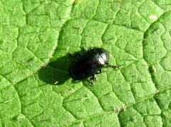 Phratora vulgatissima