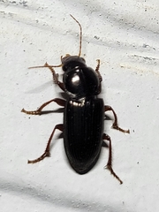 Discoderus aequalis
