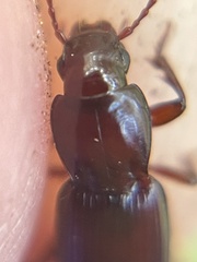 Pterostichus angustus