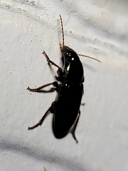 Discoderus aequalis
