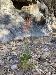 Penstemon havardii
