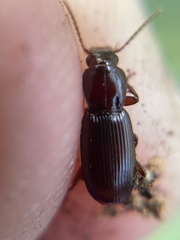 Pterostichus angustus