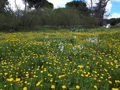 Calendula arvensis