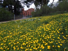 Calendula arvensis
