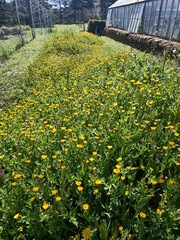 Calendula arvensis
