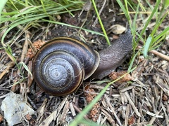 Helminthoglypta umbilicata