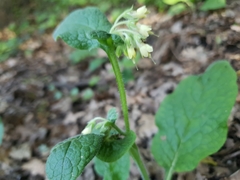 Symphytum bulbosum