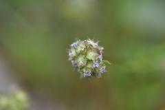 Valerianella discoidea