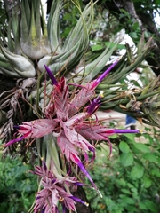 Tillandsia seleriana