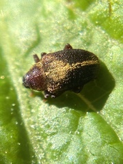 Lignyodes enucleator