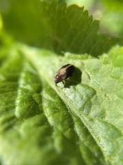 Lignyodes enucleator