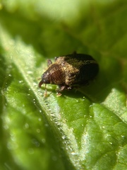 Lignyodes enucleator