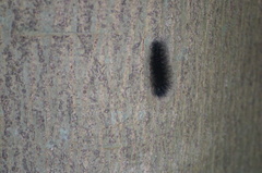 Apistosia judas