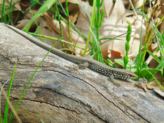 Algyroides moreoticus