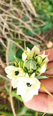 Ornithogalum arabicum image