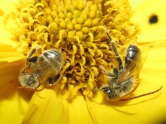 Melissodes agilis