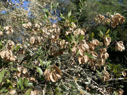 Myrtle bushwillow (Terminalia myrtifolia)