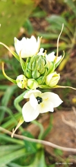 Ornithogalum arabicum image