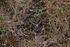 Acanthoiulus fuscipes