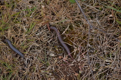 Acanthoiulus fuscipes