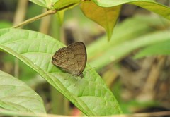 Paryphthimoides grimon