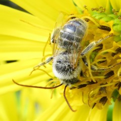 Melissodes agilis