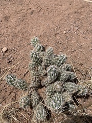 Grusonia clavata