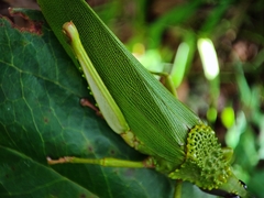Taphronota calliparea