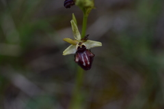 Ophrys sphegodes atrata