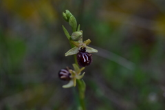 Ophrys sphegodes atrata