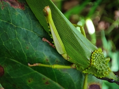 Taphronota calliparea