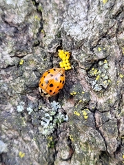 Harmonia axyridis