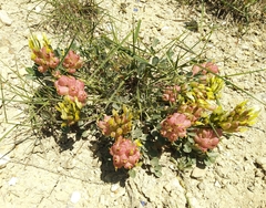 Astragalus calycinus
