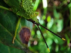 Taphronota calliparea