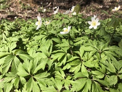 Anemonoides nemorosa